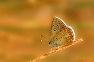 Common Blue