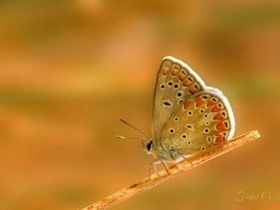 Common Blue