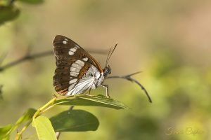 Limenitis Camilla