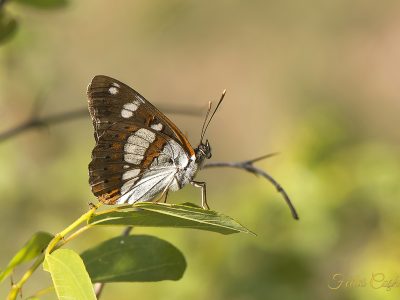 Limenitis Camilla