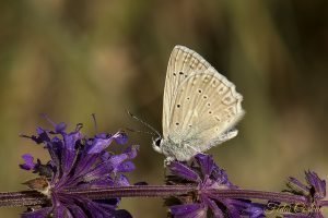 Polyommatus Daphnis