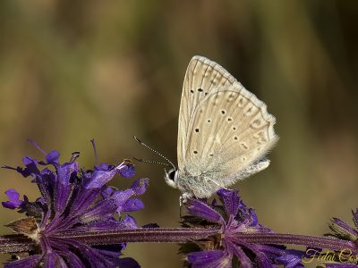 Polyommatus Daphnis