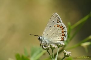 Polyommatus Agestis