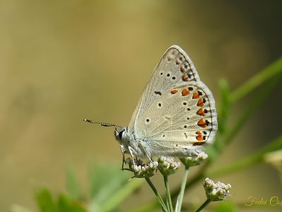 Polyommatus Agestis