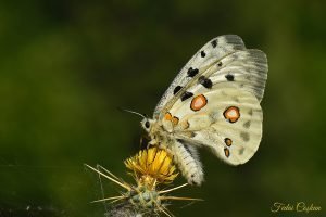 Parnassius Apollo