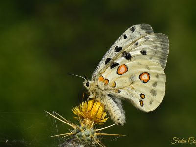 Parnassius Apollo