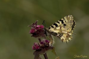 Zerynthia Cerisyi