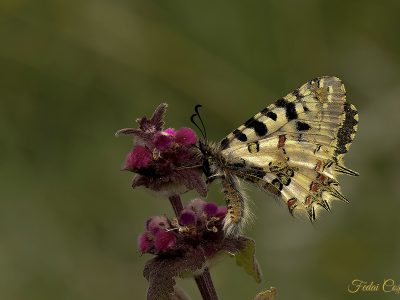 Zerynthia Cerisyi