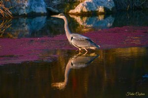 Grey Heron