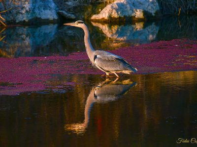 Grey Heron