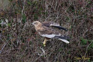 Hen Harrier