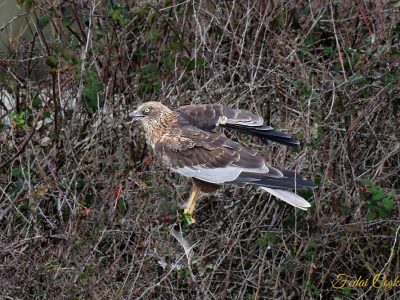 Hen Harrier