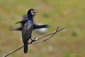 Great Cormorant