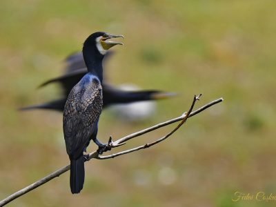 Great Cormorant