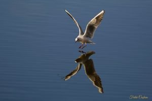 Black-headed Gull