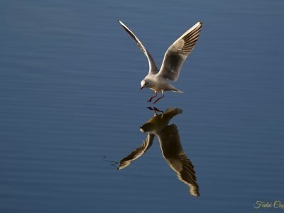 Black-headed Gull