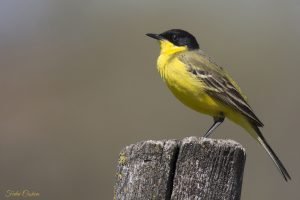 Black-headed Bunting