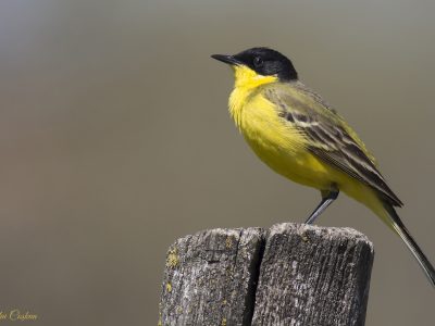 Black-headed Bunting