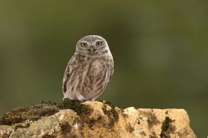 Little Owl