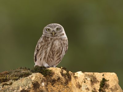 Little Owl