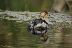 Little Grebe