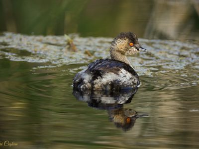 Little Grebe