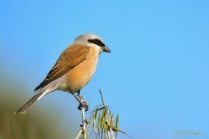 Red-backed Shrike