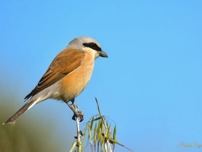 Red-backed Shrike