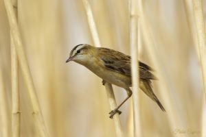 Sedge Warbler