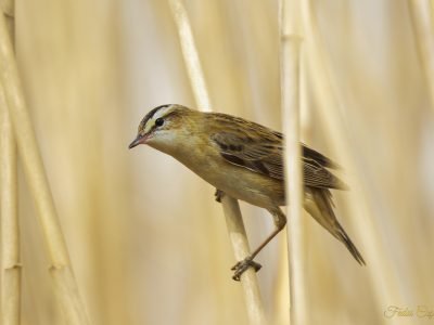 Sedge Warbler