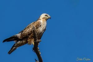 Long-legged Buzzard