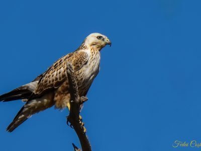 Long-legged Buzzard