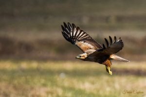 Long-legged Buzzard