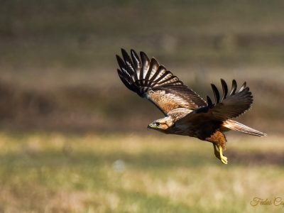 Long-legged Buzzard