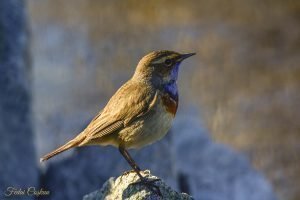 Bluethroat