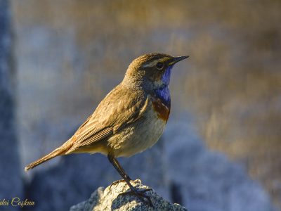 Bluethroat