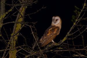 Western Barn Owl