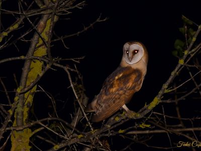 Western Barn Owl