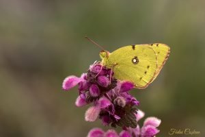 Colias Crocea