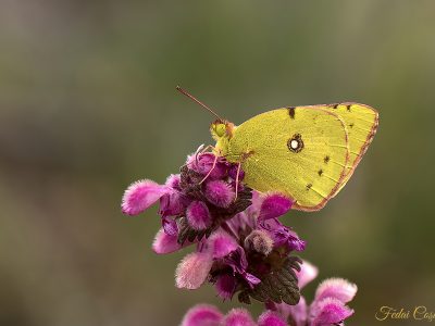 Colias Crocea