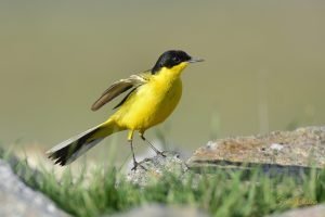 Western Yellow Wagtail