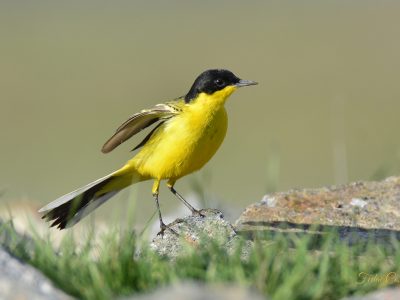 Western Yellow Wagtail