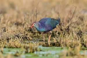 Purple Swamphen