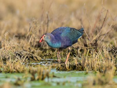 Purple Swamphen