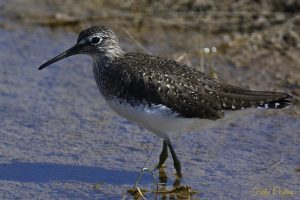 Broad-billed Sandpiper