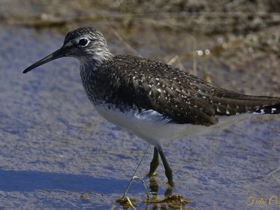 Broad-billed Sandpiper