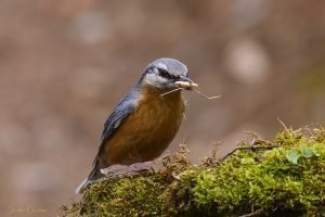 Eurasian Nuthatch