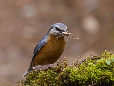 Eurasian Nuthatch