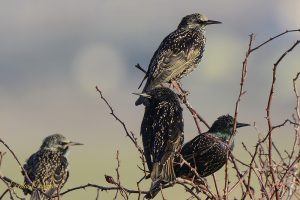 Common Starling