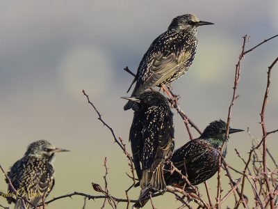 Common Starling